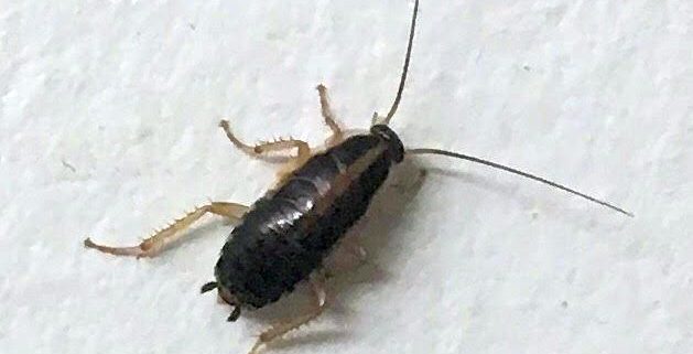 German cockroach nymph