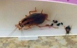 German cockroach and nymphs