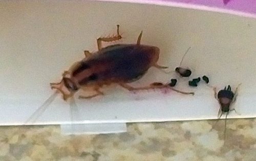 German cockroach and nymphs