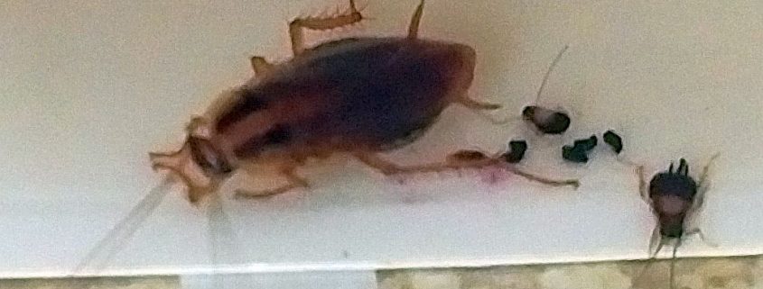German cockroach and nymphs
