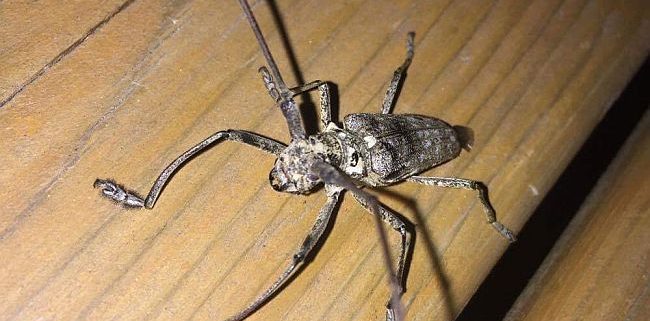long-horned wood-boring beetle