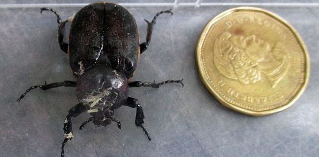 scarab beetle