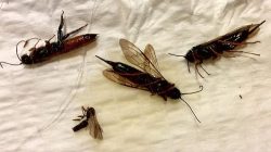 wood wasps