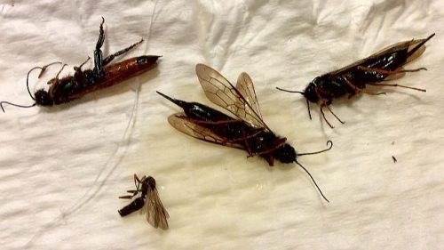 wood wasps