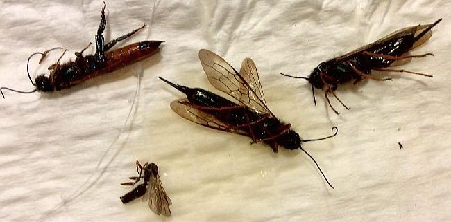 wood wasps