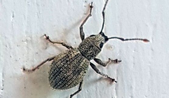 short-snouted/broad-nosed weevil