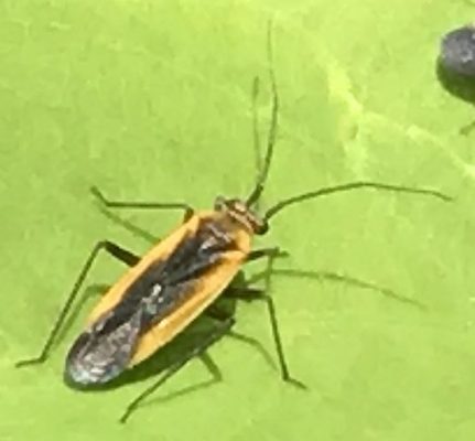 plant bug