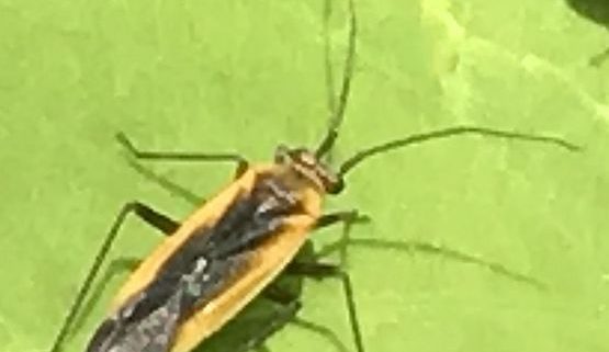 plant bug