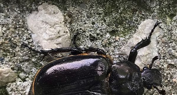 scarab beetle