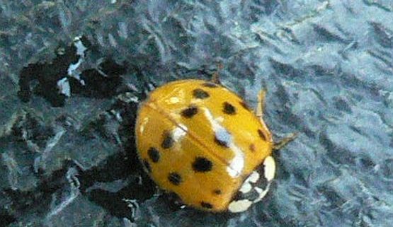 Japanese Lady Beetle