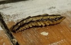 house centipede
