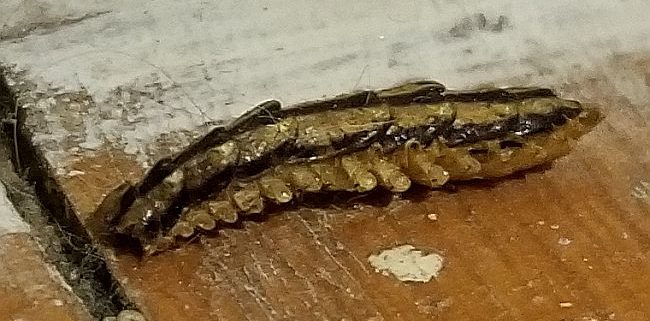 house centipede