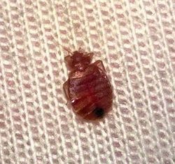 Bed Bug