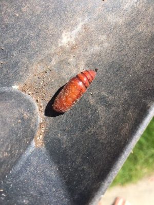 Moth pupa