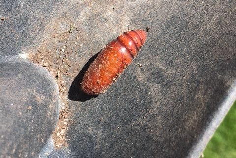 Moth pupa