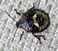 Stink bug nymph