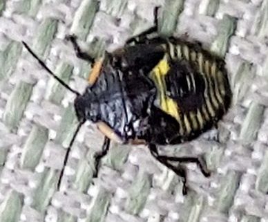 Stink bug nymph