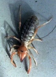 arachnid in the order Solifugae