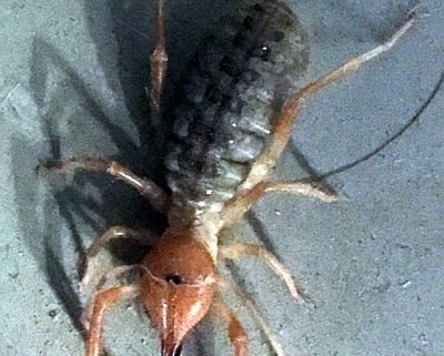 arachnid in the order Solifugae