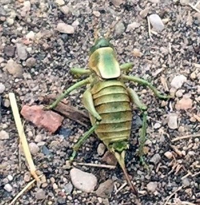 Mormon cricket