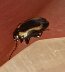 flea beetle