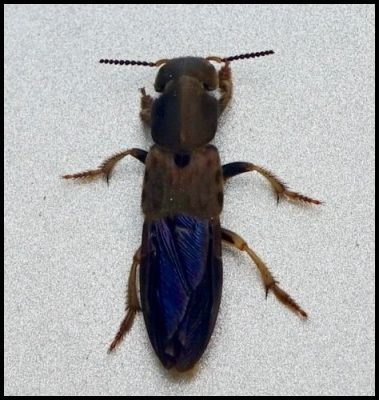 rove beetle