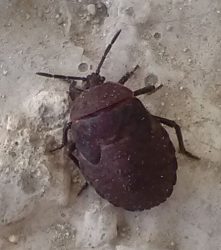 Stink bug nymph