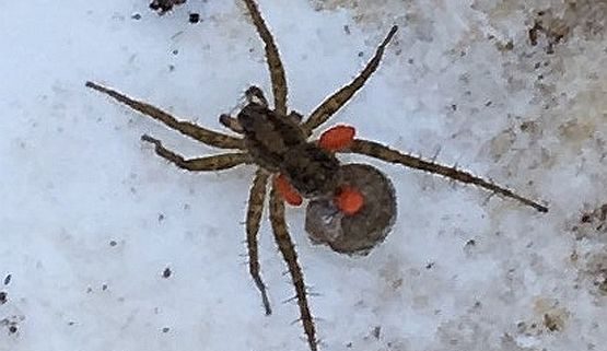 female wolf spider