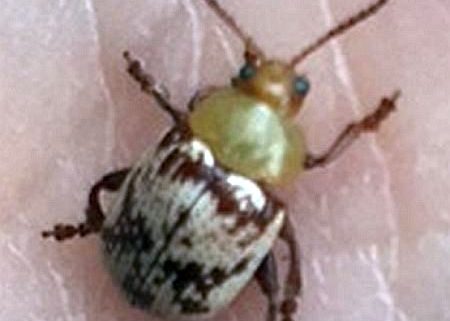 leaf beetle