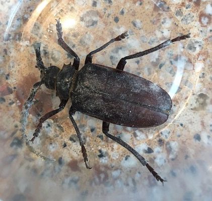 tile-horned prionus