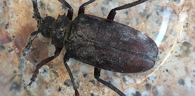 tile-horned prionus