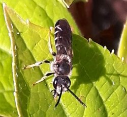 ground-nesting bee