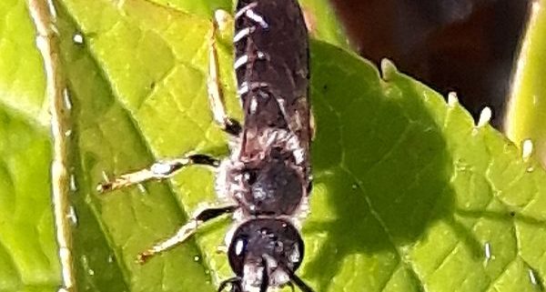ground-nesting bee