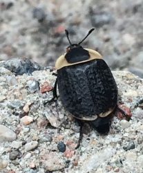 American carrion beetle