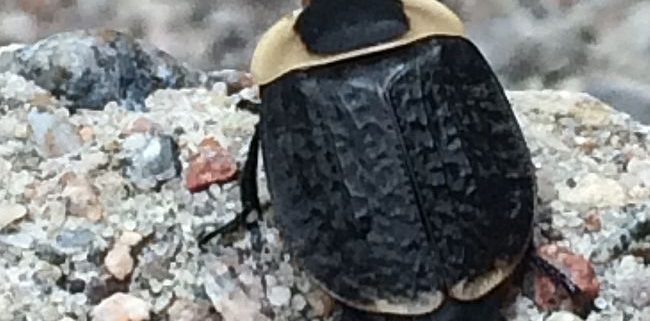 American carrion beetle