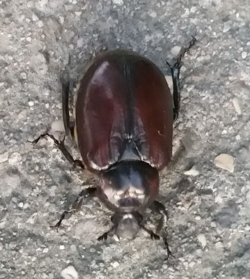 scarab beetle