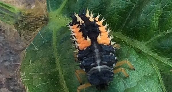 larva of a lady beetle