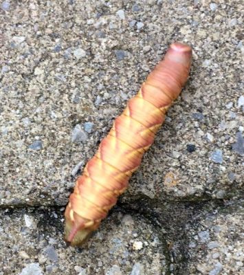sphinx moth caterpillar
