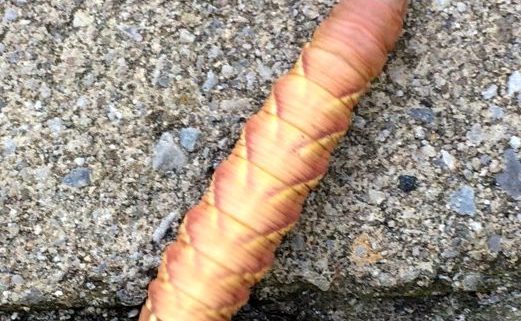 sphinx moth caterpillar