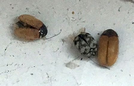 carpet beetles
