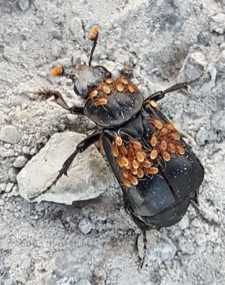 black burying beetle