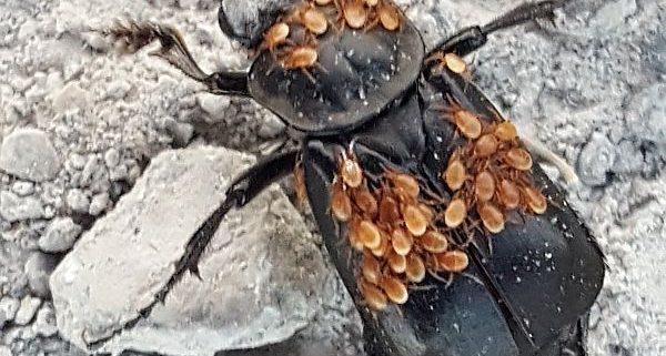 black burying beetle