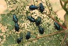 flea beetles