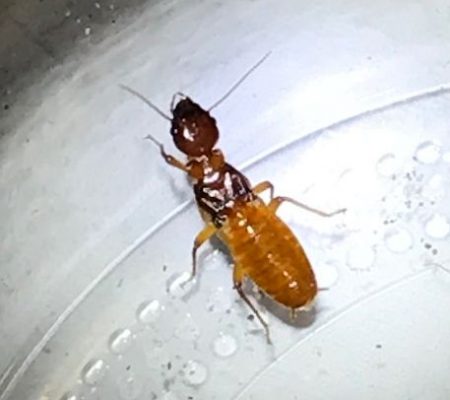 reproductive termite