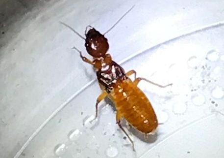 reproductive termite