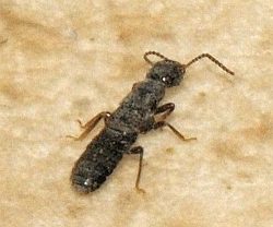 reproductive termite