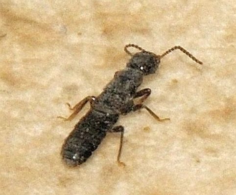 reproductive termite