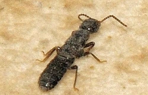 reproductive termite