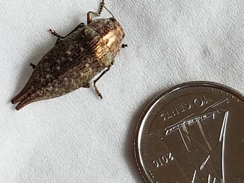 metallic wood-boring beetle