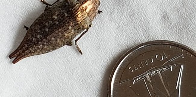 metallic wood-boring beetle